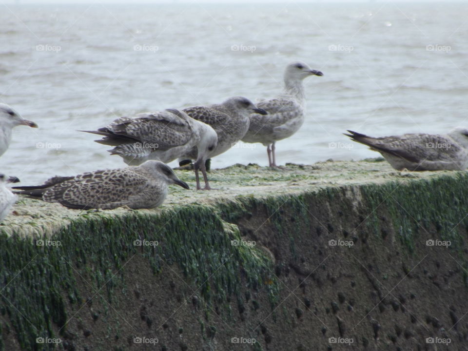 Young Seagulls