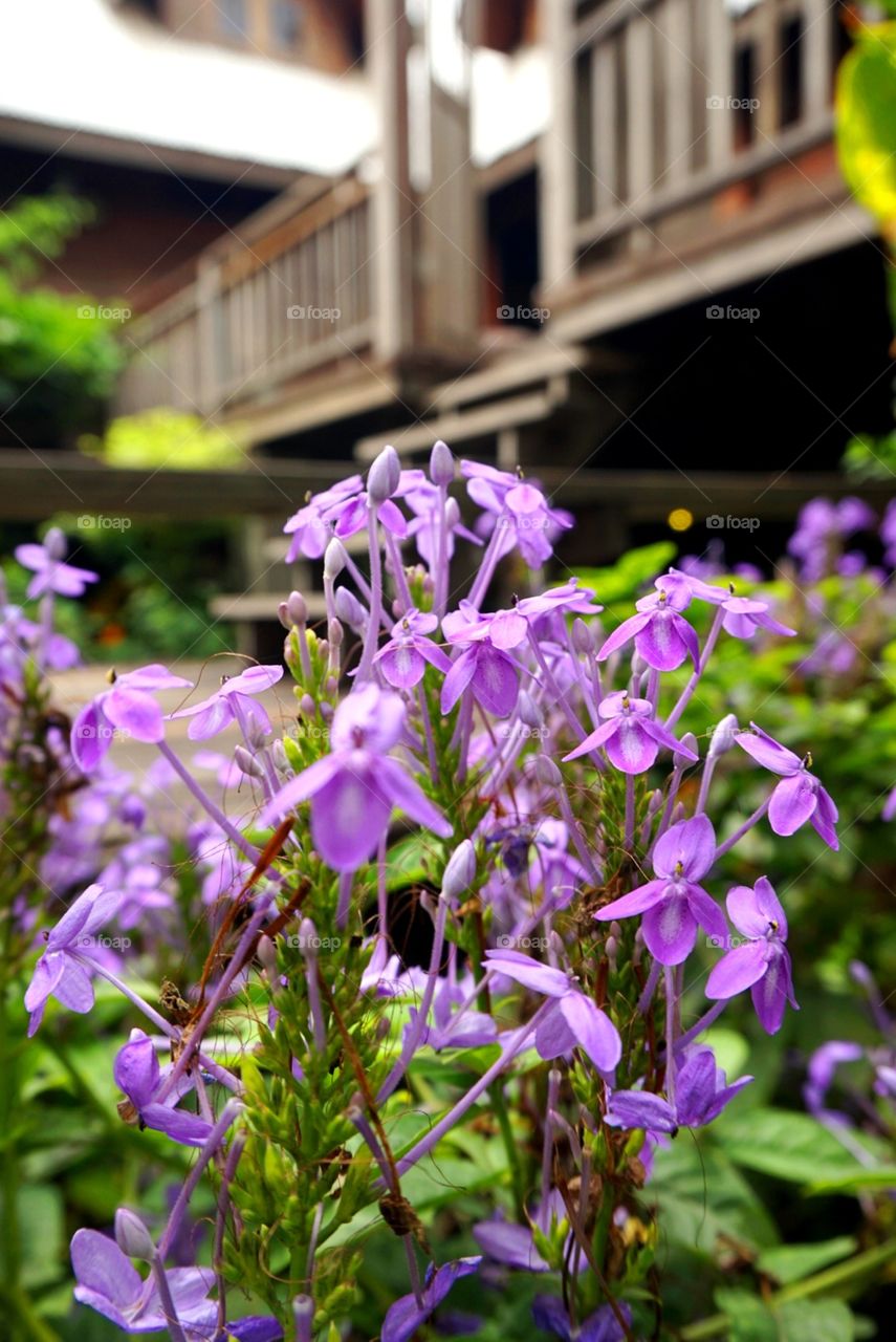 Violet flower at wood house