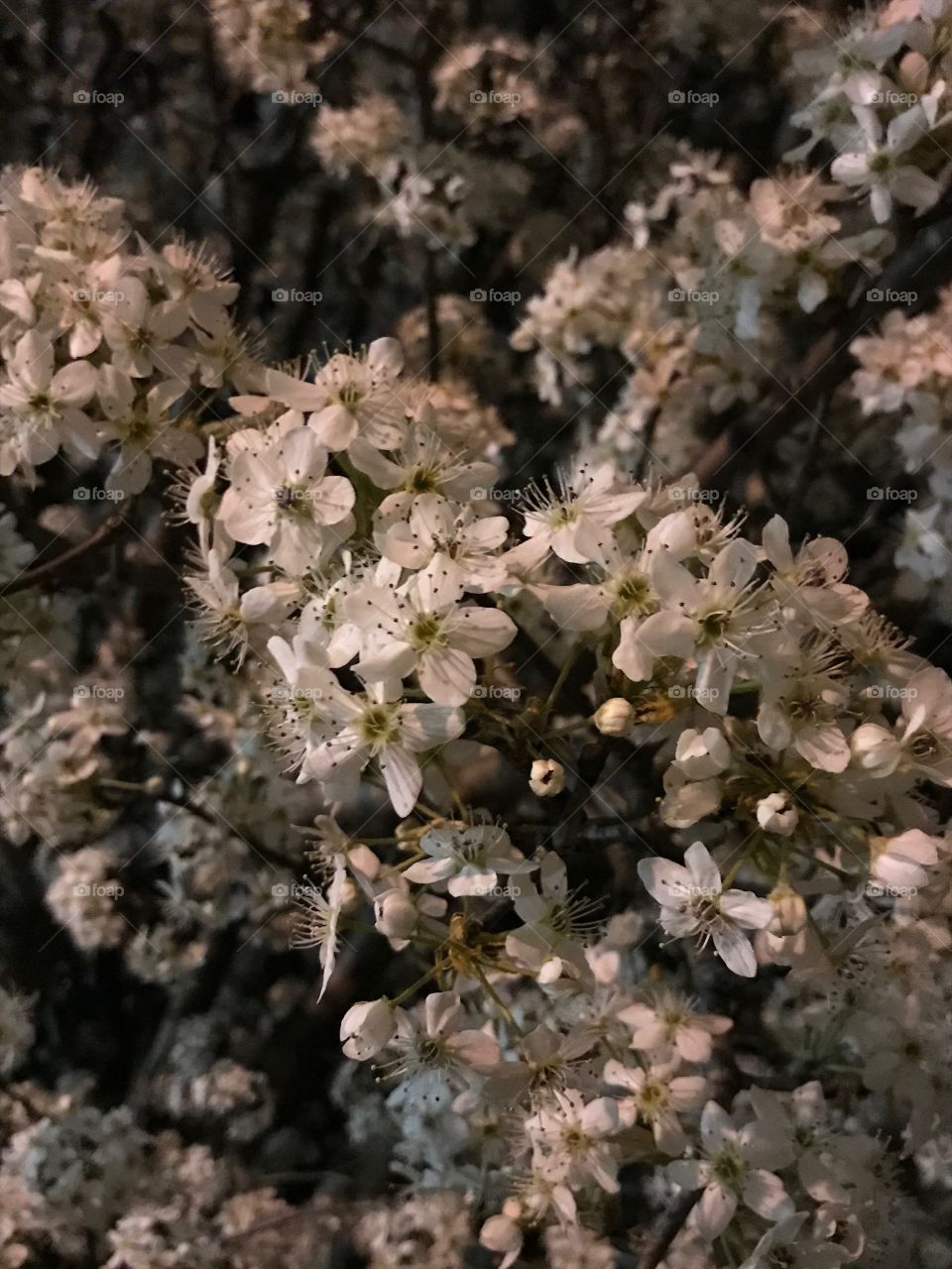 Night photo of Flowers in a Tree