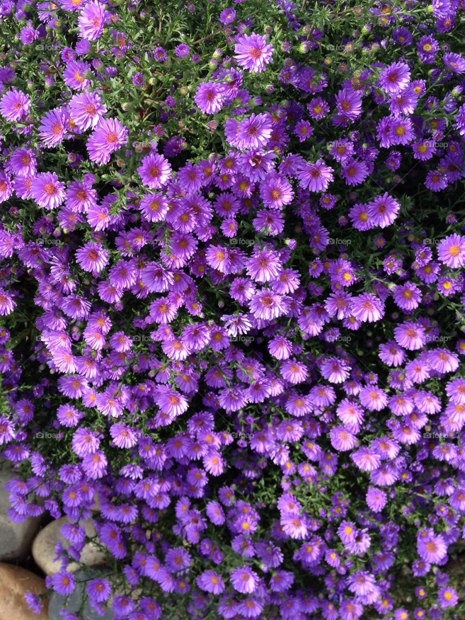 Fall flowers mums