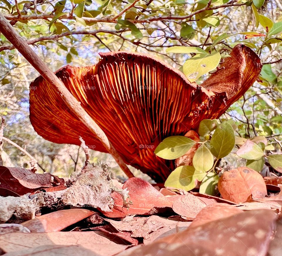 Mushroom mission. Closeup of a large, upturned capped mushroom with many gills 