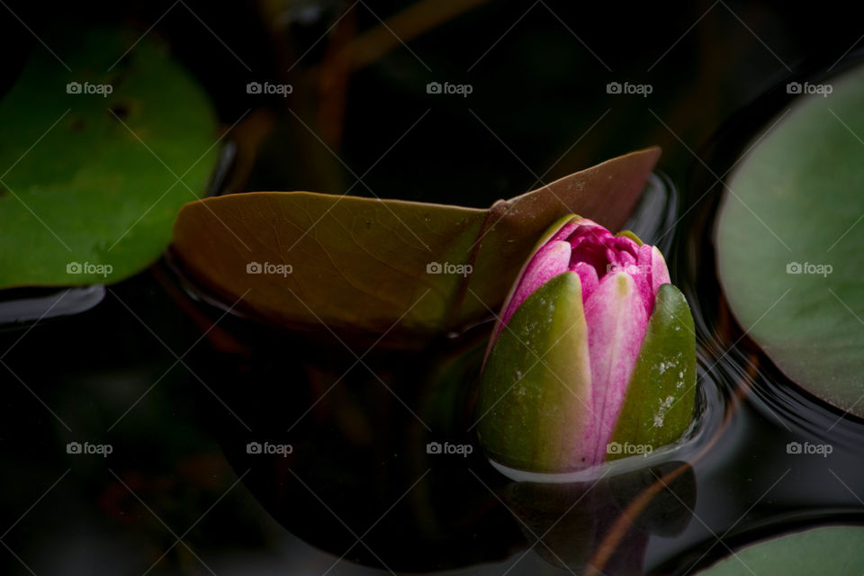 Closeup photo of a water lily
