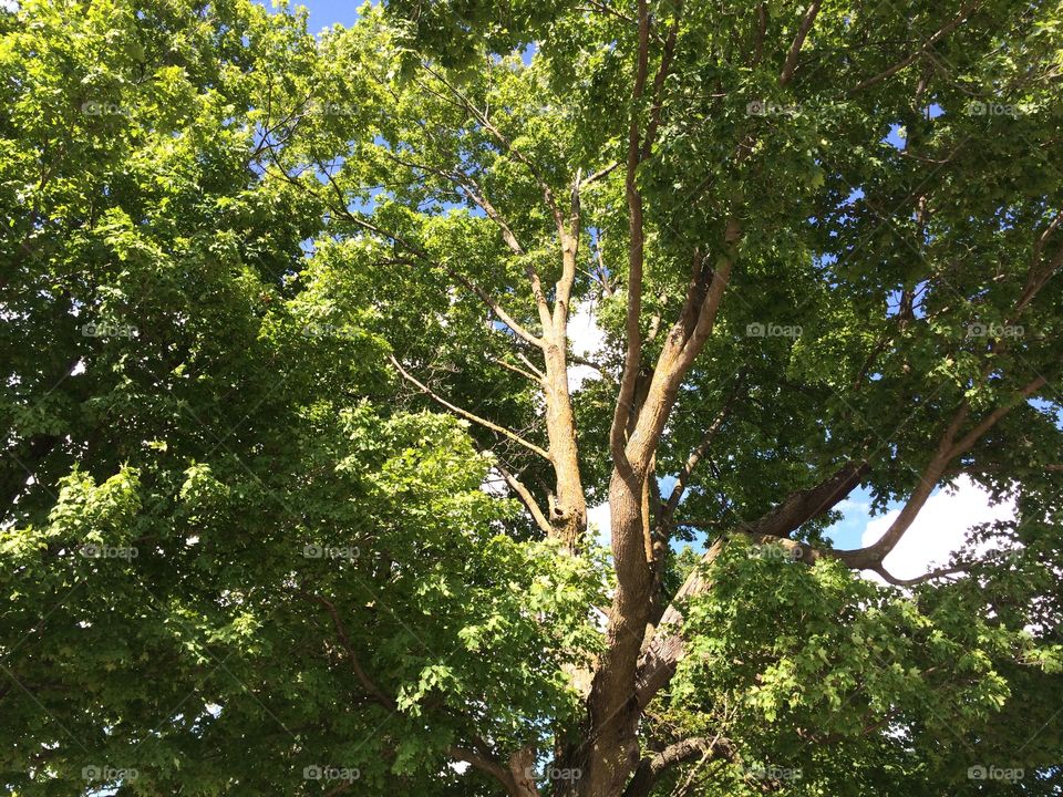 Tree house inspiration . Beautiful large tree waiting for a tree house