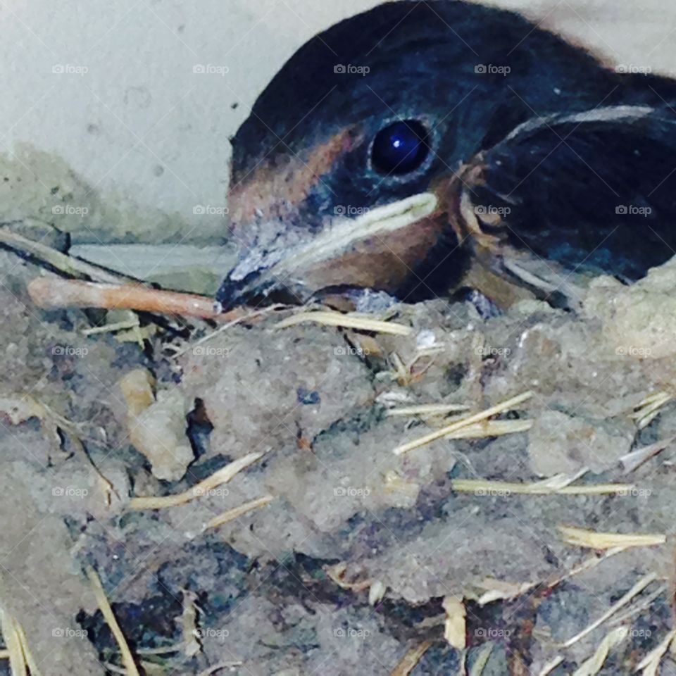 Baby swallows in nest!. Baby swallow, hanging out of its nest waiting for mom to bring it food!