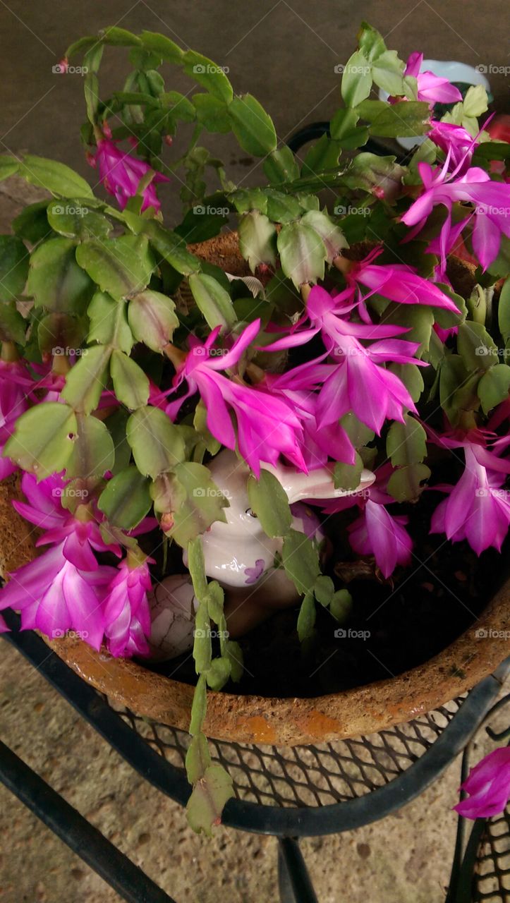 No Person, Nature, Flower, Flora, Leaf