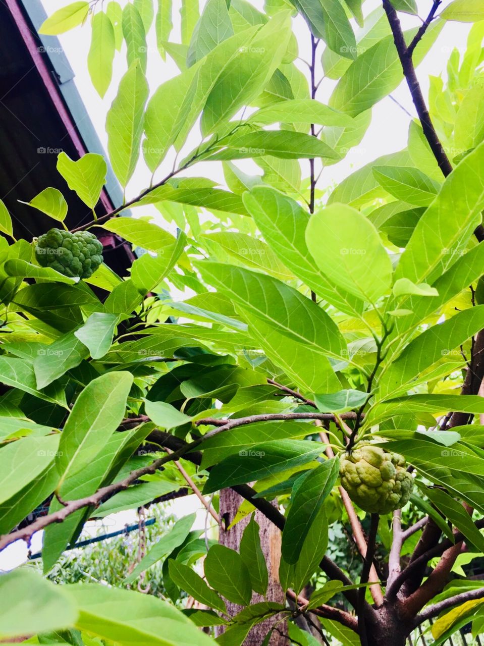Custard apple in my house