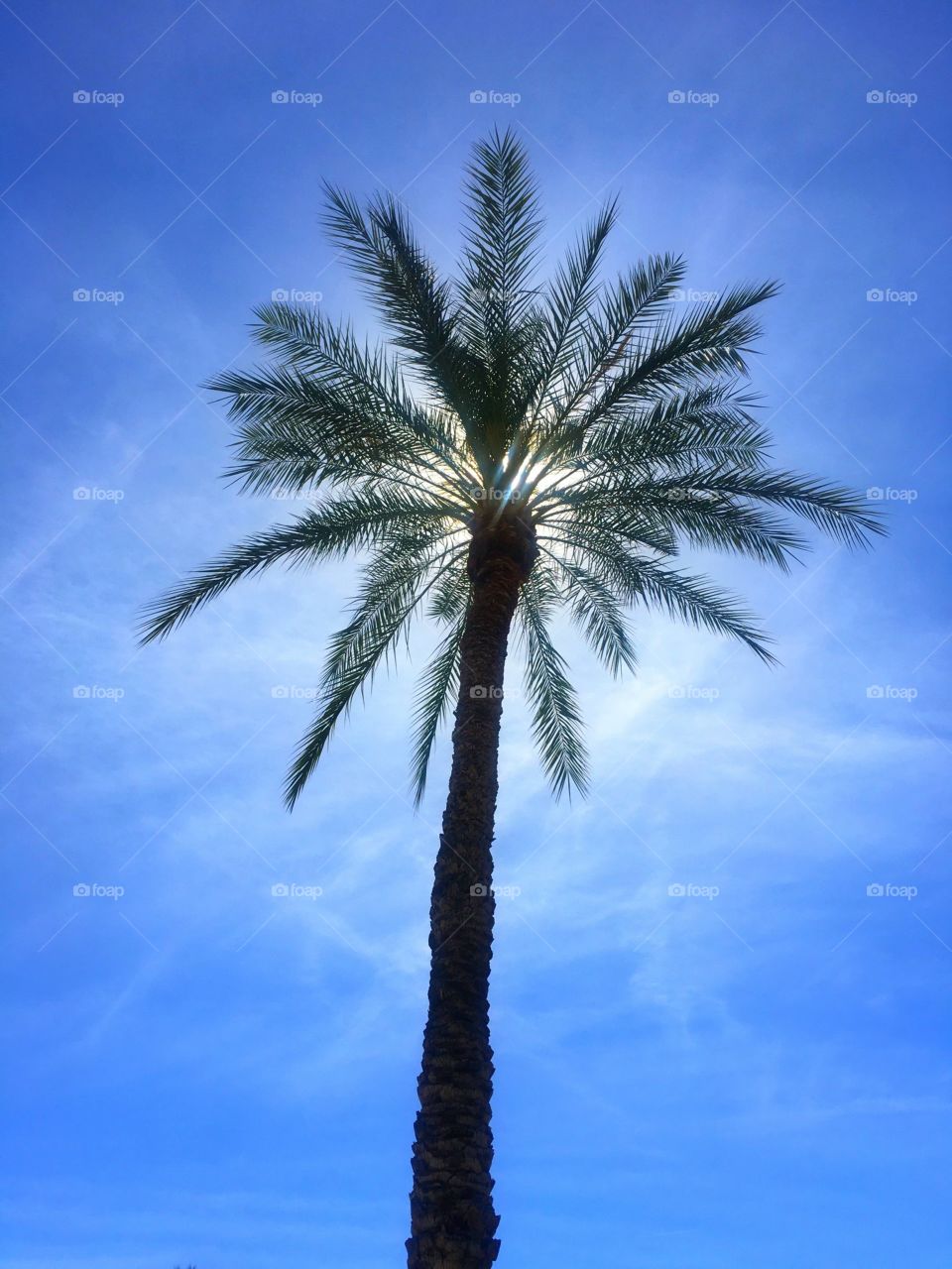 Arizona Palm Tree in the Sun