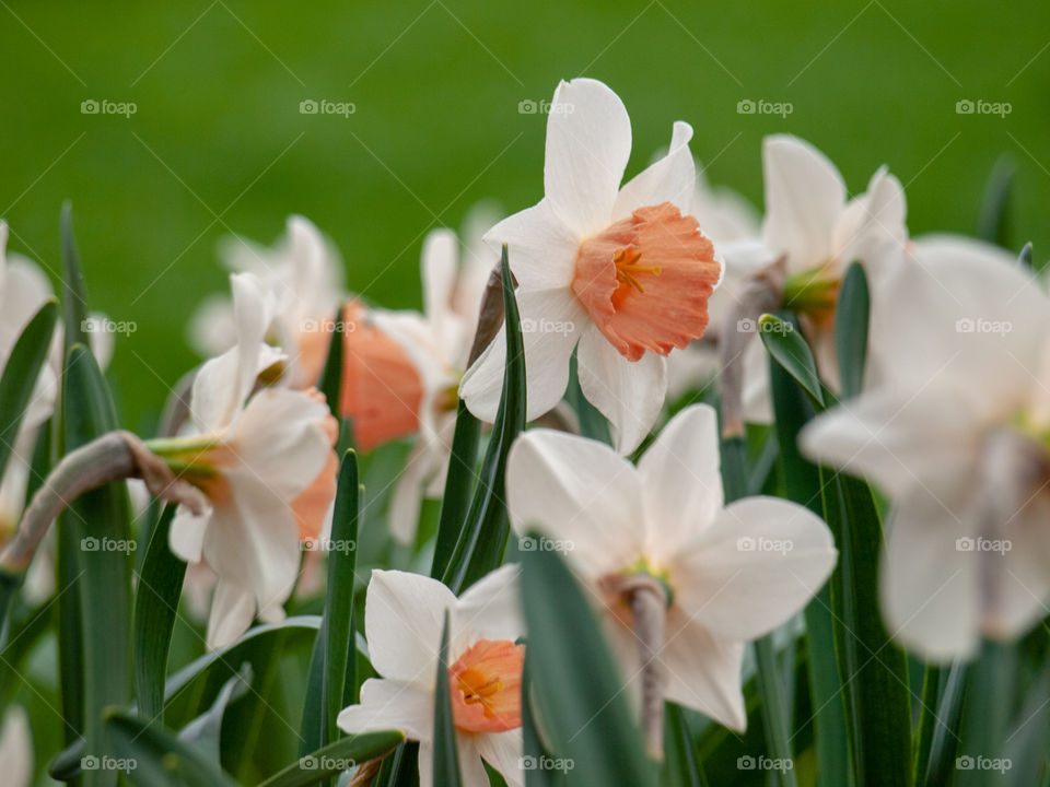 White spring daffodils 