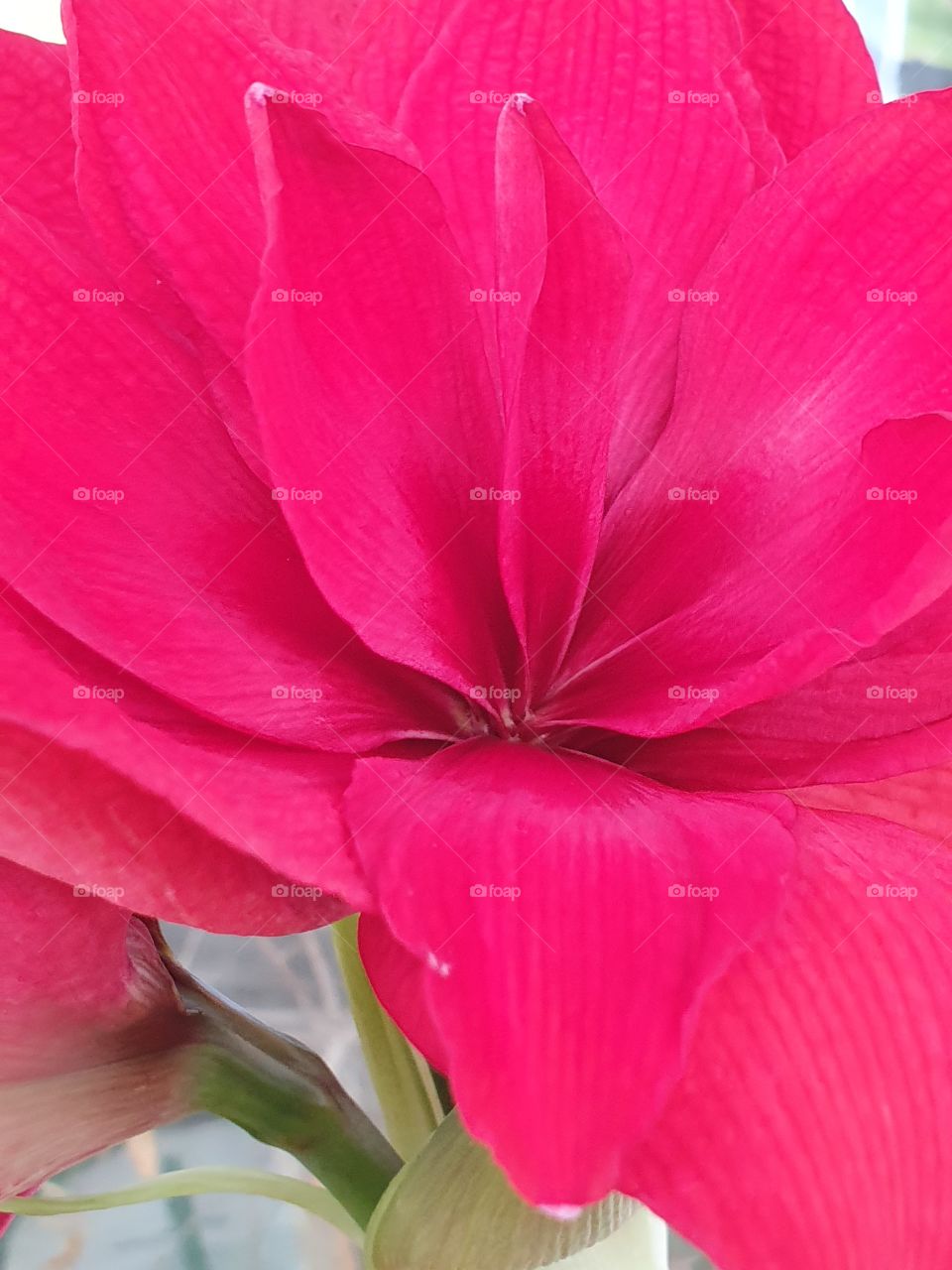 amaryllis flower closeup and a bud