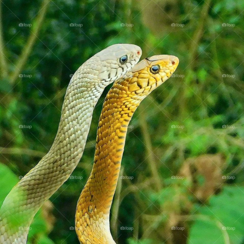 Snake 🐍