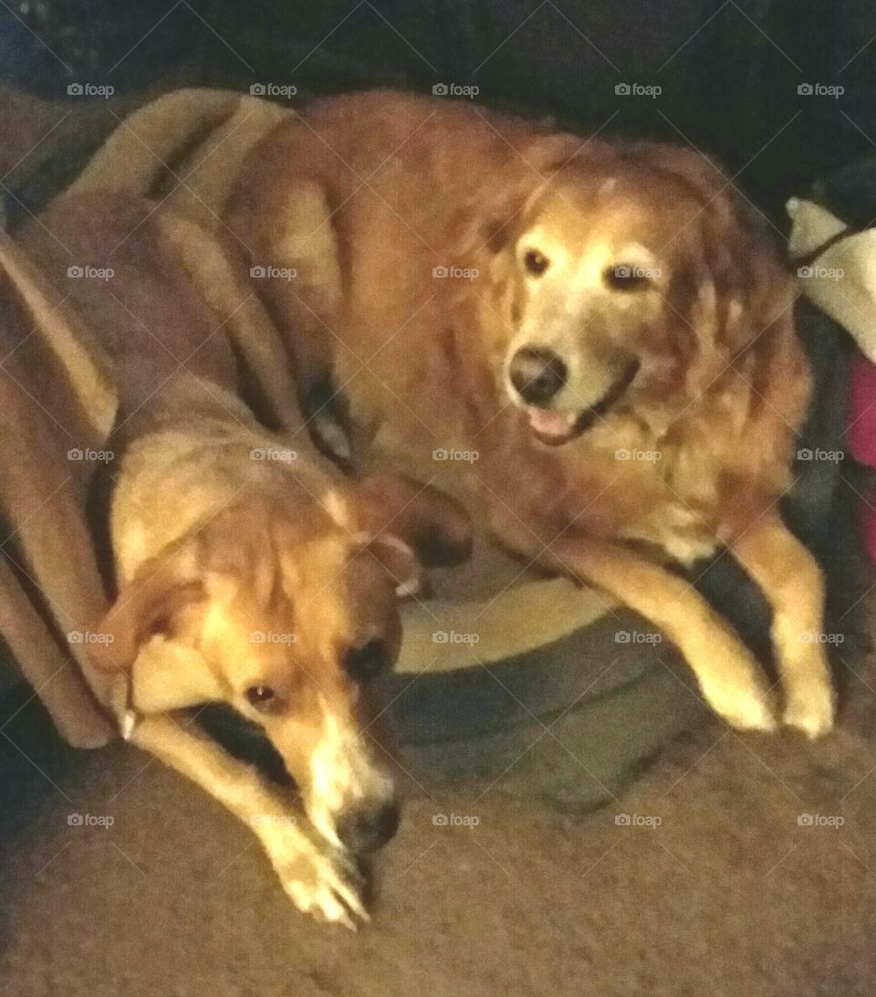 Dog, Canine, Mammal, Pet, Portrait