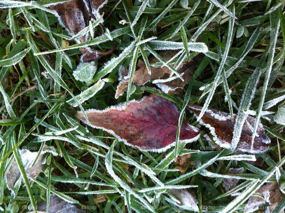 Frost on the grass and leaves on the ground. Late fall in Maryland. 