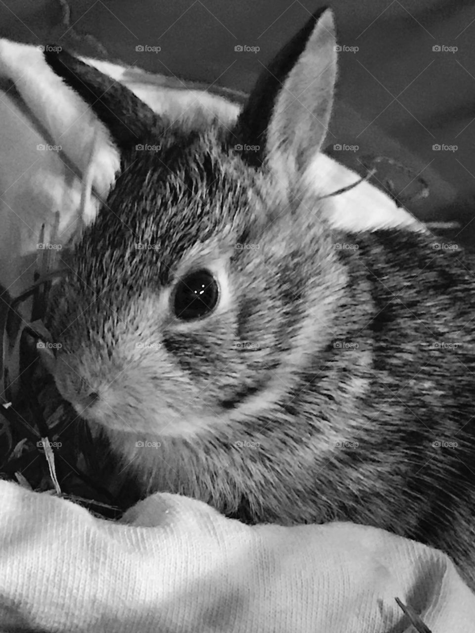 A Cottony Critter <3  