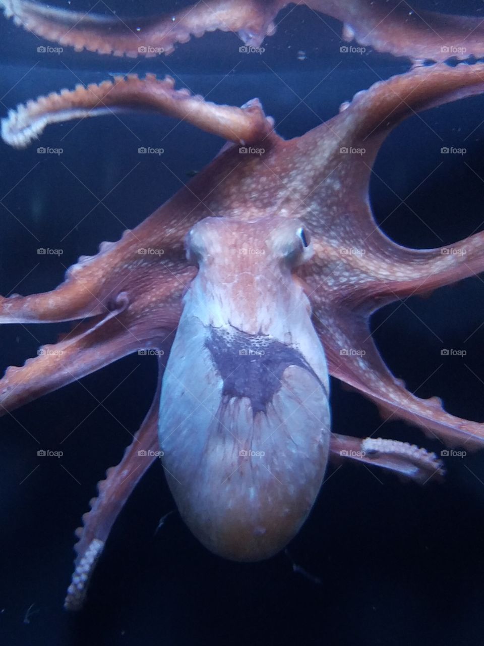 octopus at aquarium of the Pacific