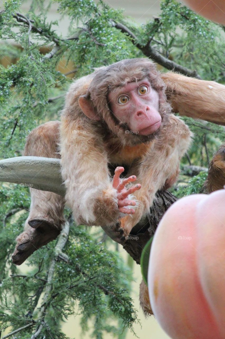 Monkey grabbing peach