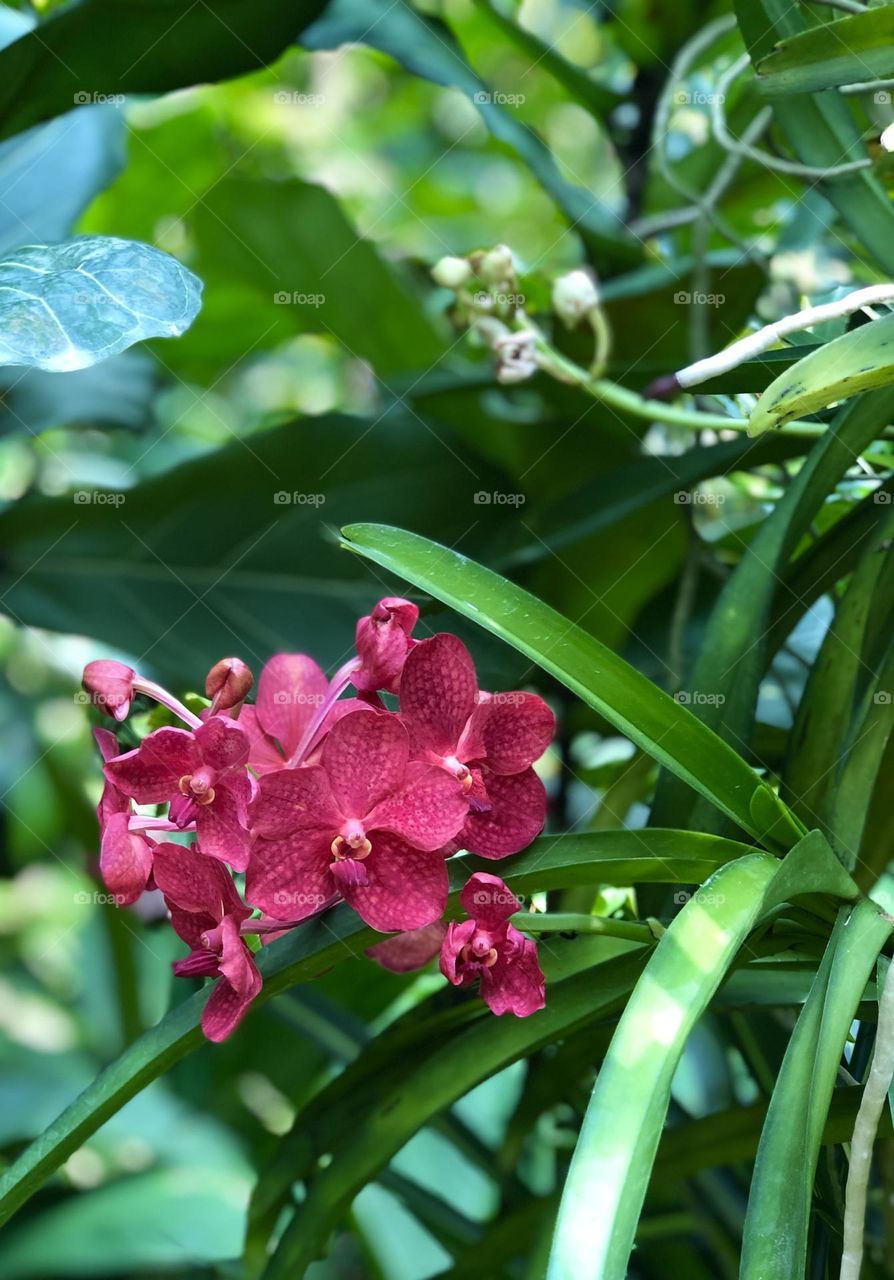 Magenta orchid flowers with green foliage in the background 