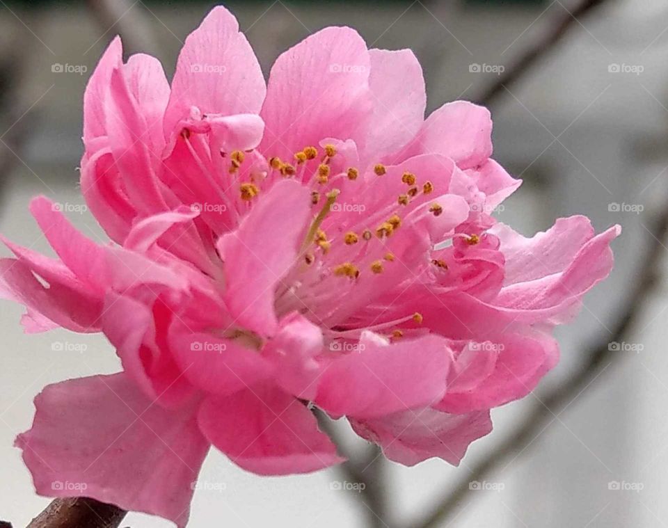 World in macro: peach blossom is blooming.