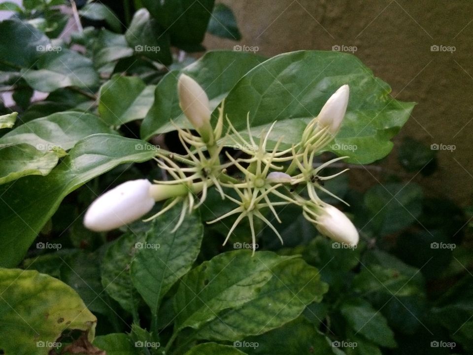 focusing flower jasmine 