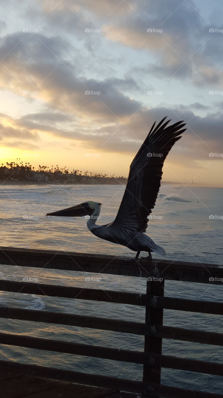 Pelican taking flight at pier