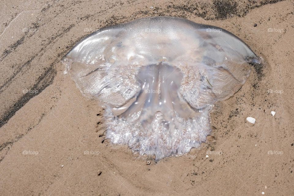 a jellyfish washed up to shore