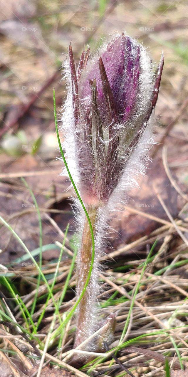 the best photo of March - Pulsatilla patens
