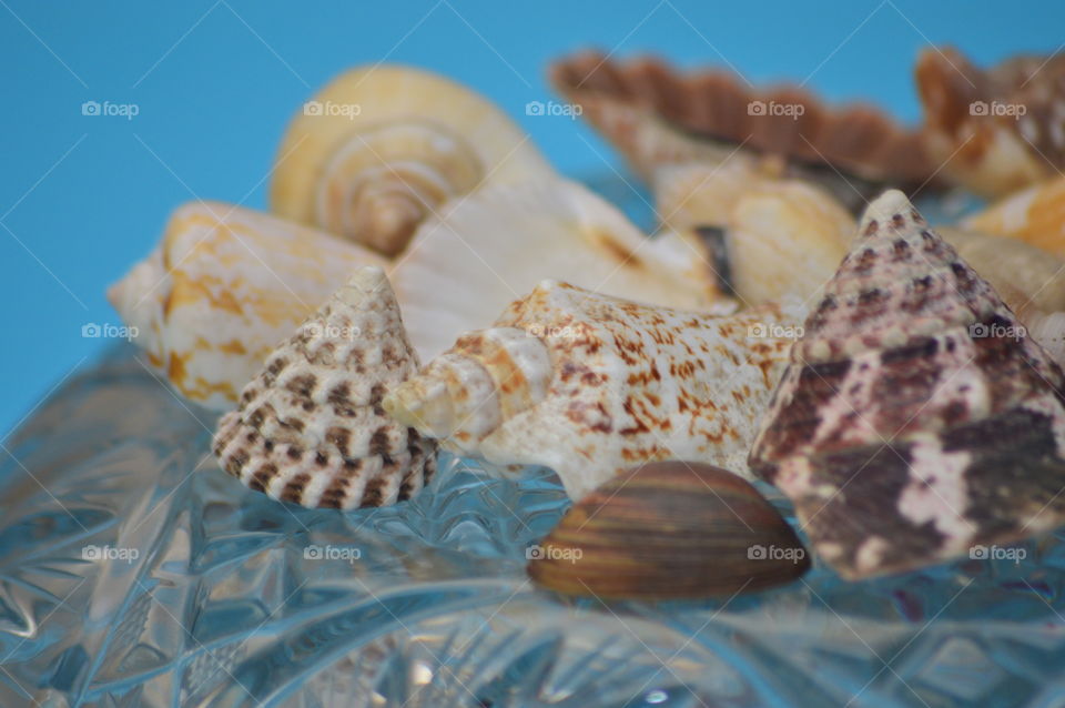 Sea Shells