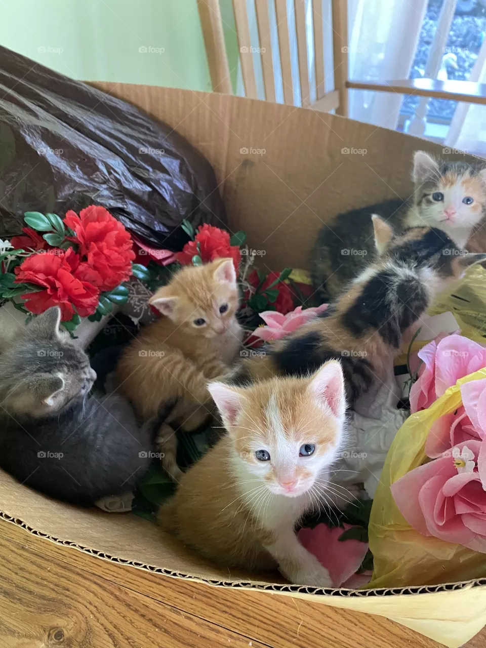 Unpacking a box of cute 