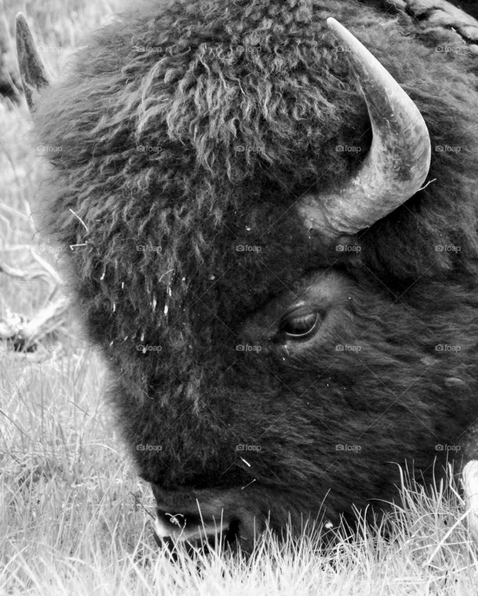 Bison in Black and White 