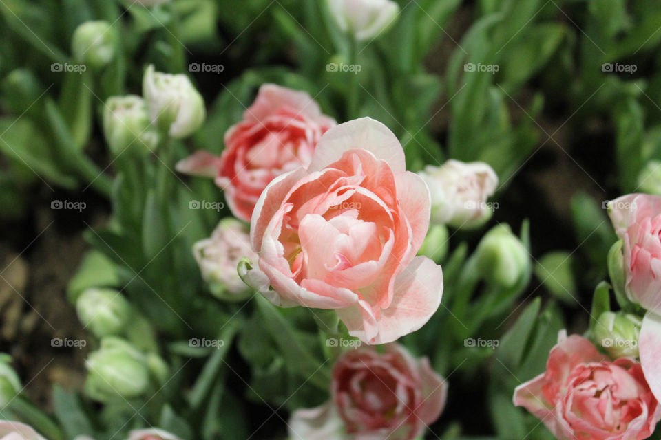 A beautiful pink rose blooming with other wonderful flowers. This picture was taken at the Flower Show in Philadelphia. 