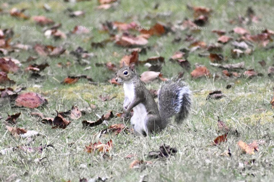 Squirrel gathering Acorns for the winter