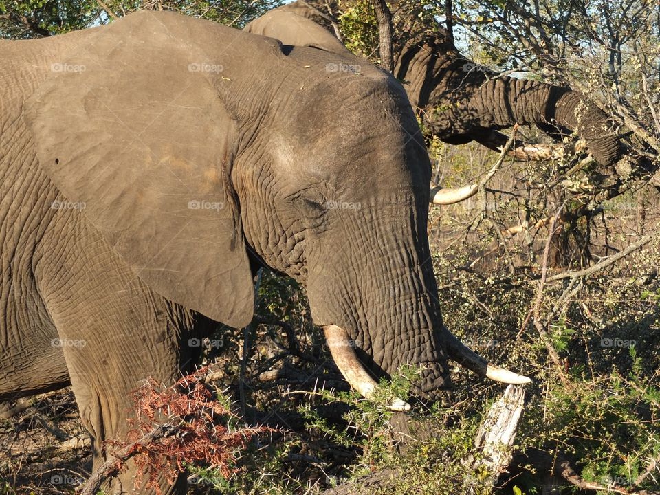 Dusty Elephant 