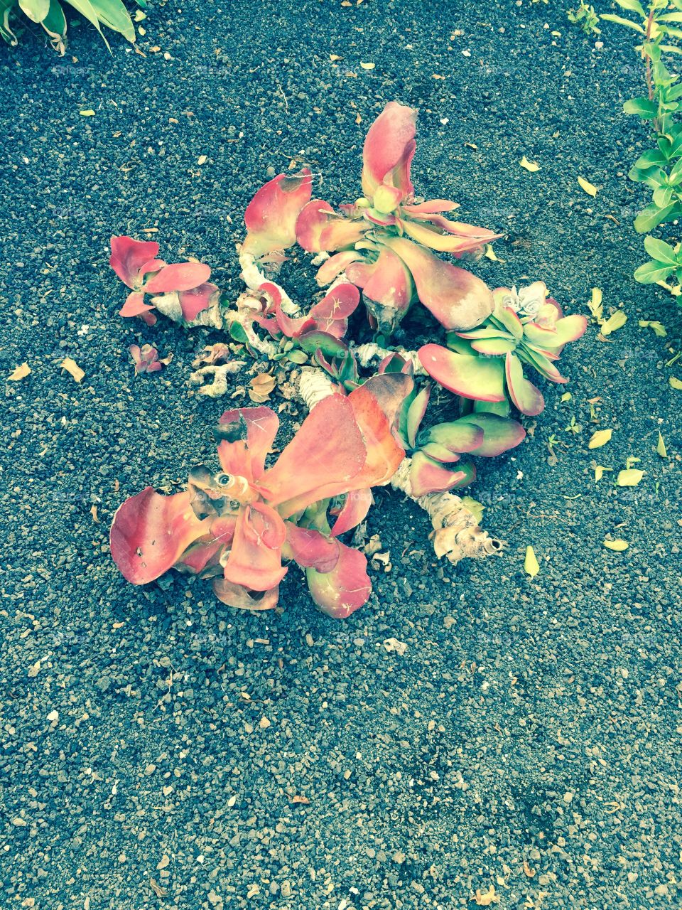 Flor 🌺 de Lanzarote Islas Canarias 