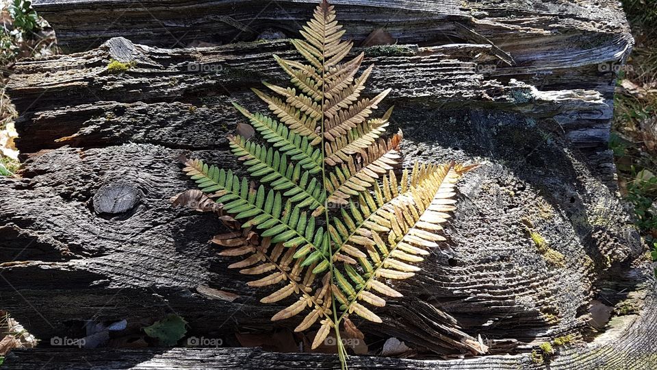 Beautiful colorful autumn fern leaf. Vacker ormbunke  färgrikt höstlöv 