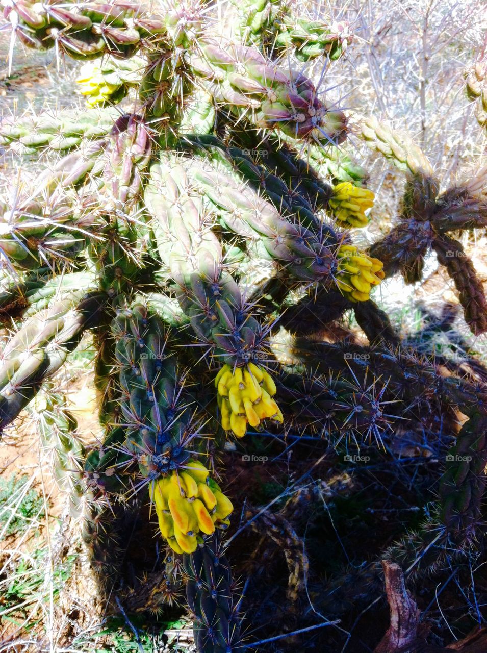 New Mexico cactus 