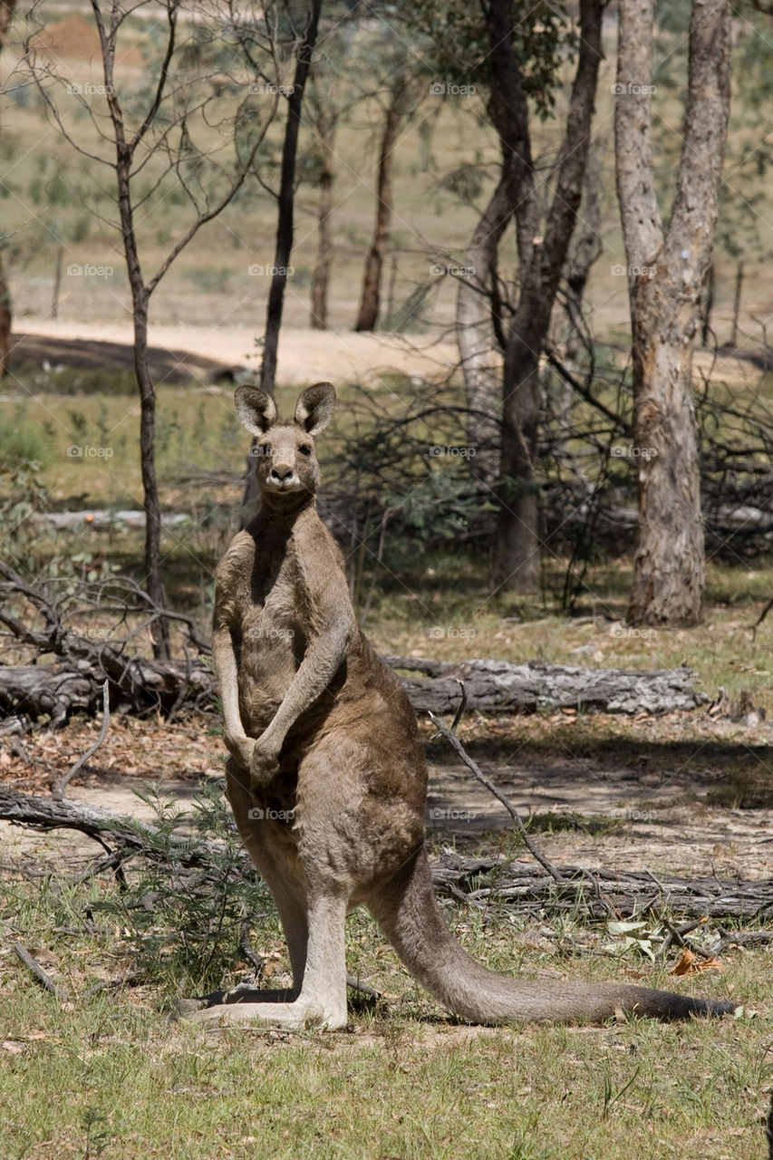 nature trees outside kangaroo by splicanka