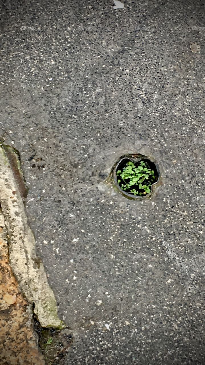 Green in the middle of pedestrian way