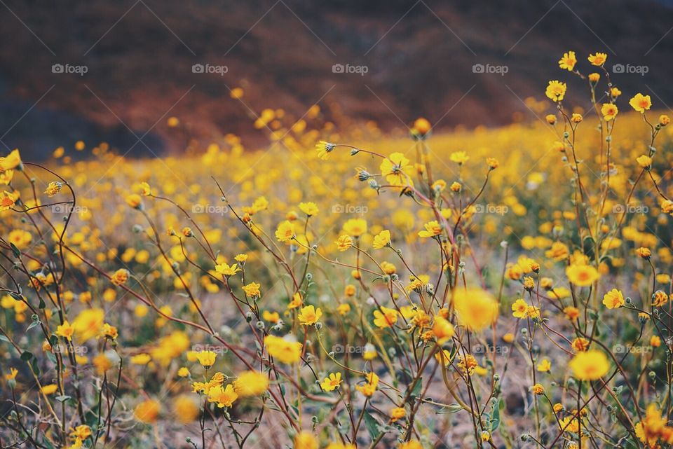 Super bloom 