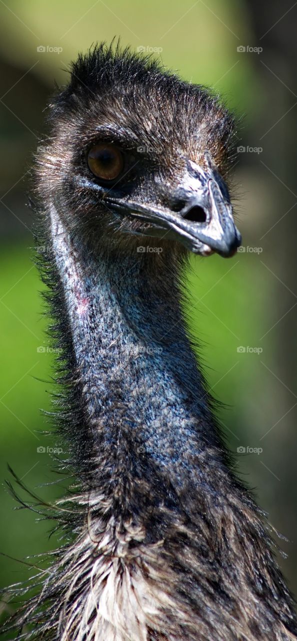Australian Emu close up