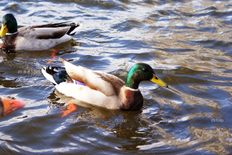 Duck in pond 