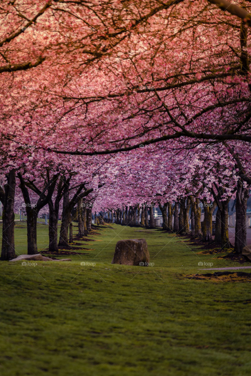 Vibrant pink and purple cherry blossom tree tunnel in Portland Oregon 