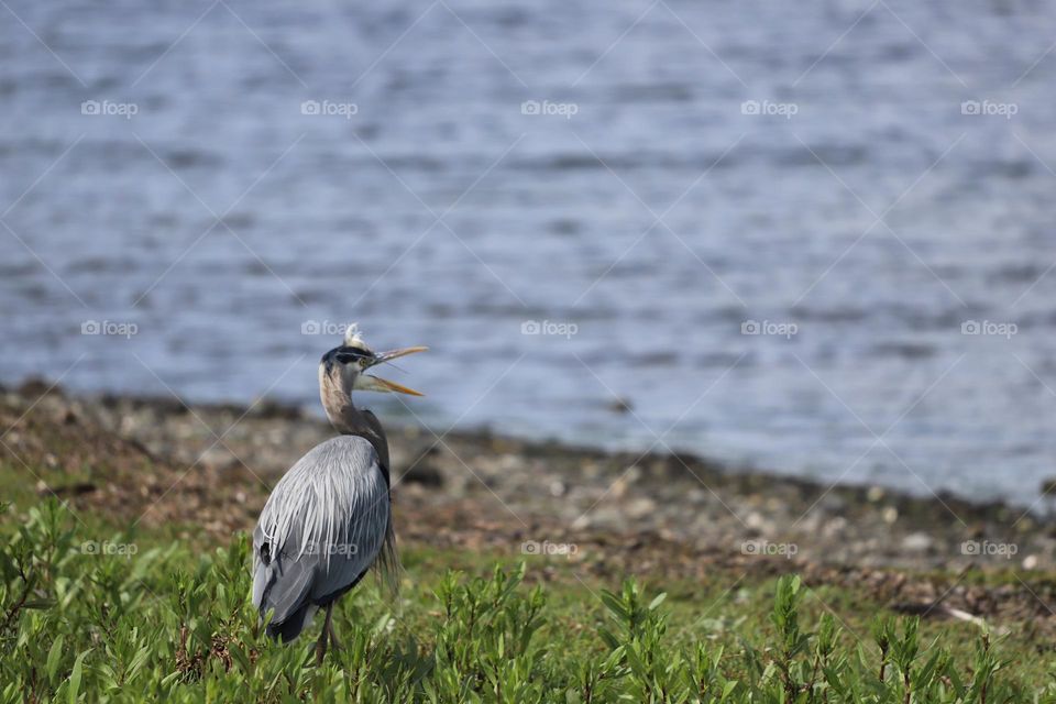 A very talkative heron by the ocean 