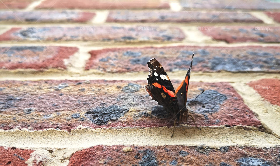 Red Admiral Butterfly on red brick wall. Vanessa Atalanta.