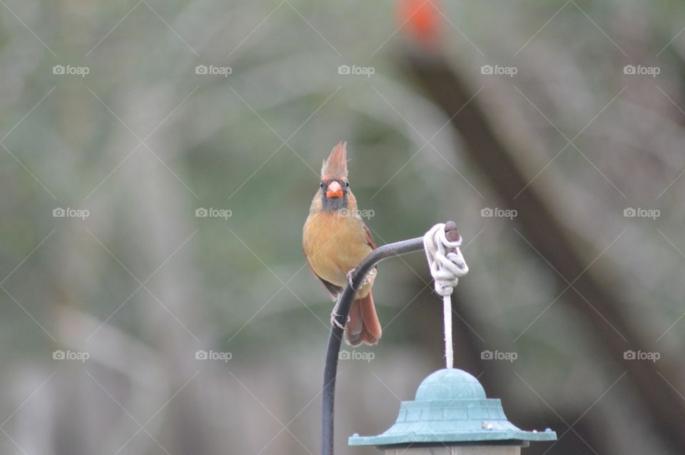 Female cardinal bird perched on top of a feeder 