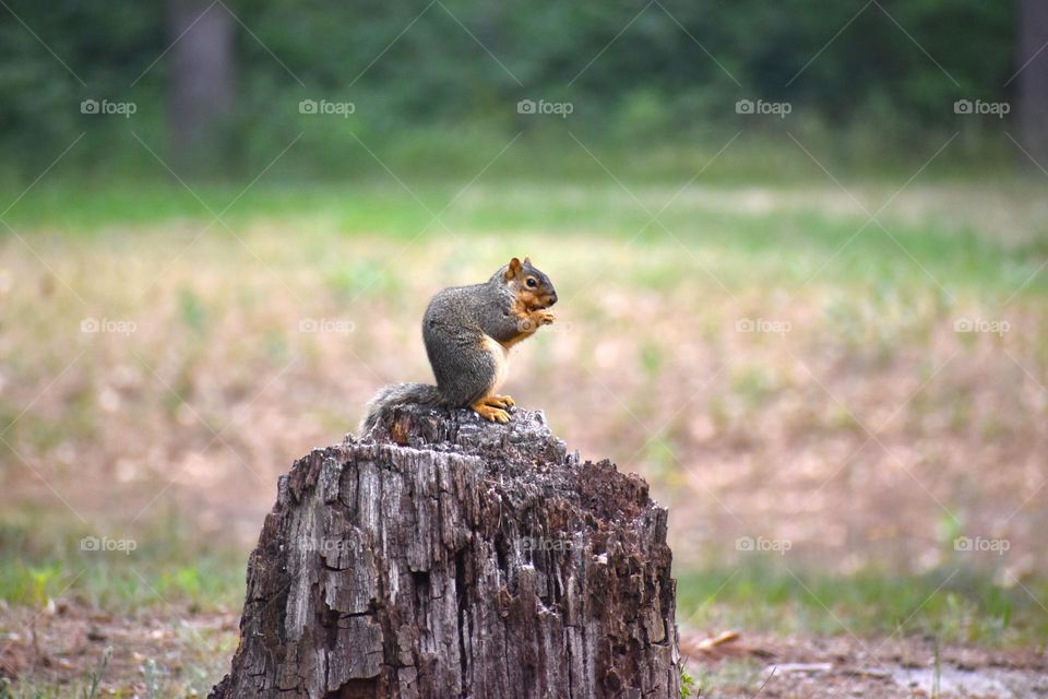 A squirrel munches on lunch in spring 