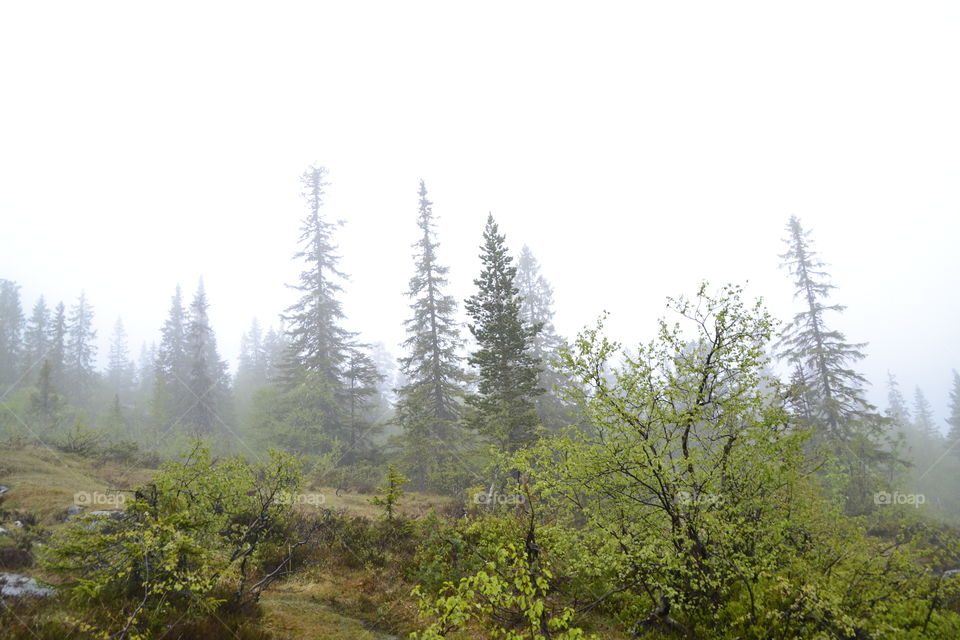 Foggy forest