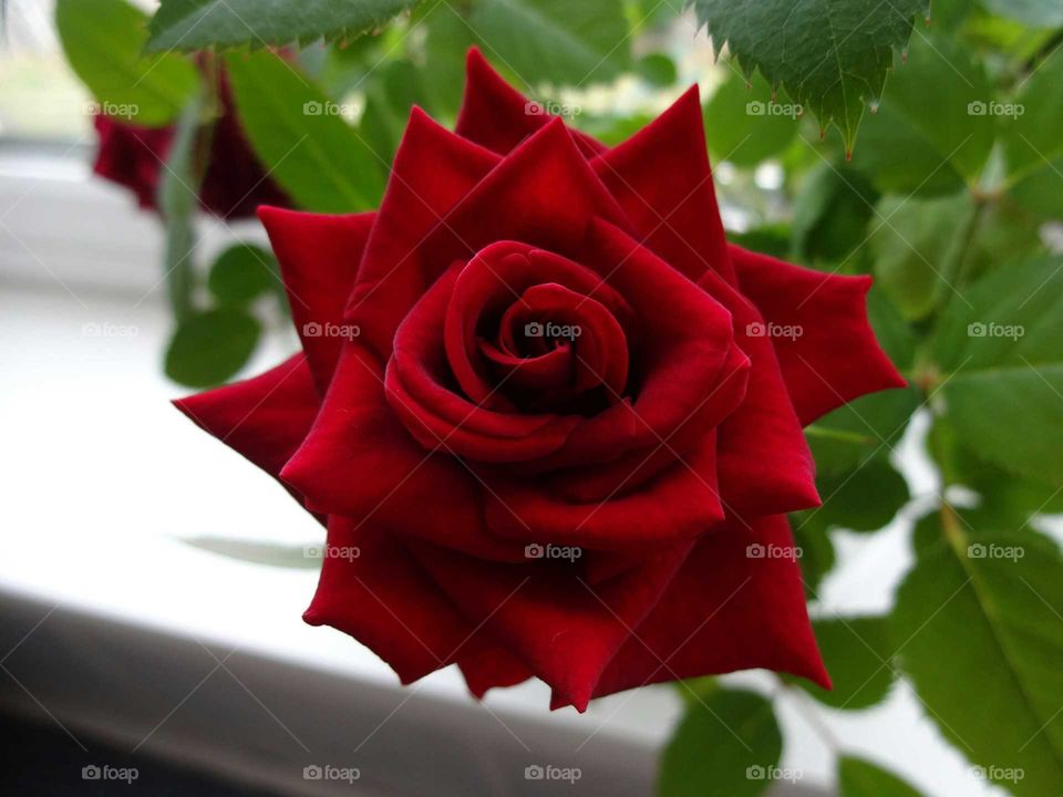 red rose