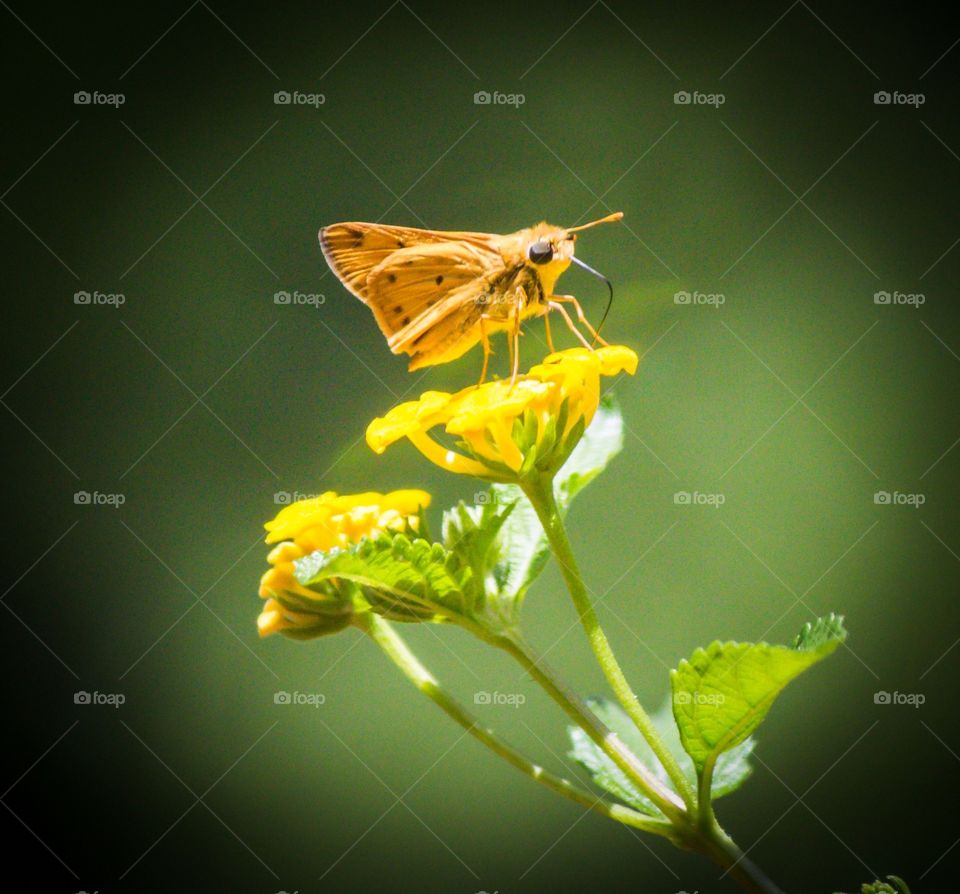 Butterfly, Insect, Nature, Flower, Antenna