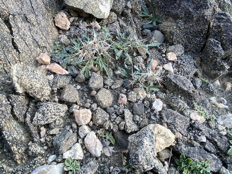 amazing trip with my family in the eid , city taif ,desert herbal 