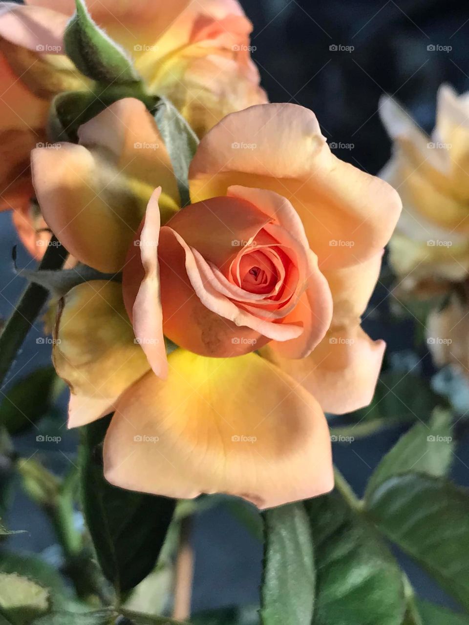 Beautiful flowers in bloom