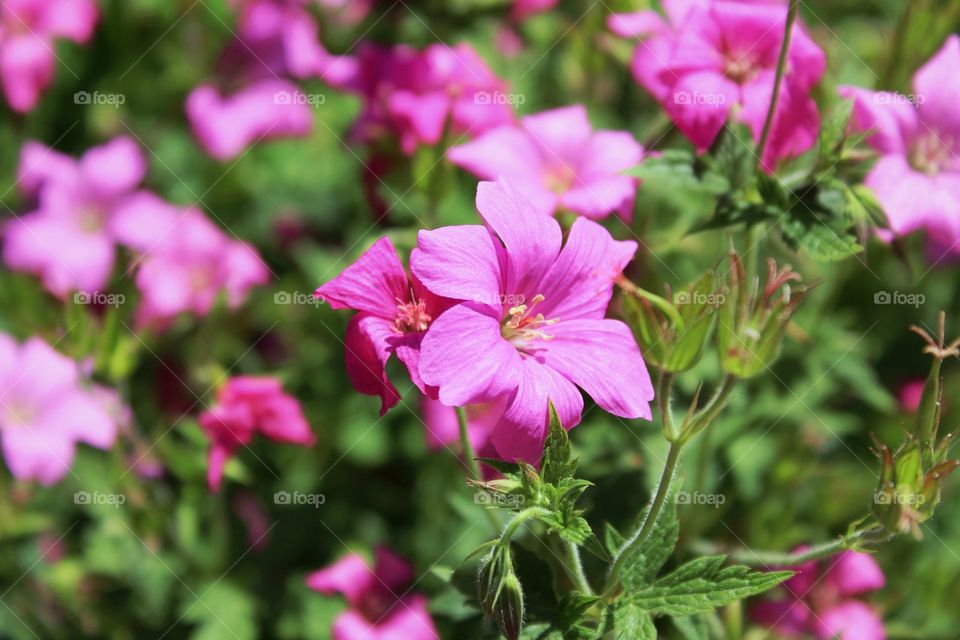 Close up of lots of pink flowers in a garden taken at the level of the flowers. Shallow depth of field with one flower in the centre of the image in clear focus while the rest are out of focus. Has some vignetting